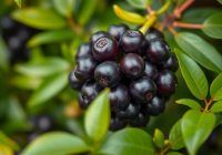 Jabuticaba – odkryj jej zdrowotne właściwości i wartości odżywcze